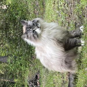 Lost Cat Boots