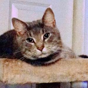 Lost Cat Sam