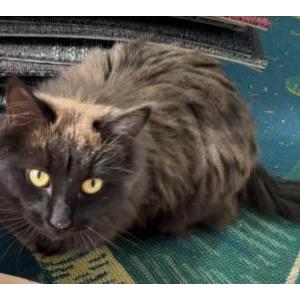Found Cat Unknown
