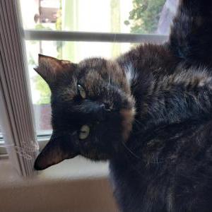 Lost Cat Queen Boudica