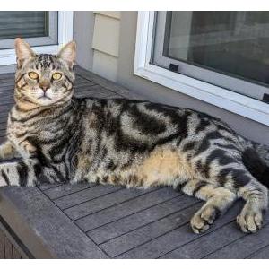 Lost Cat Orion