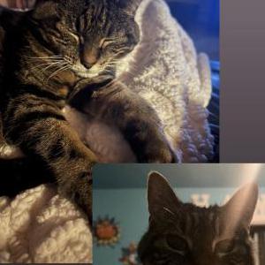 Lost Cat Abby