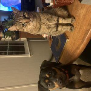Lost Cat Stinky