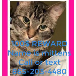 Lost Cat Mittens