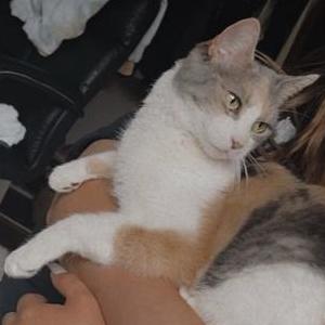Image of Isabella (Izzy), Lost Cat