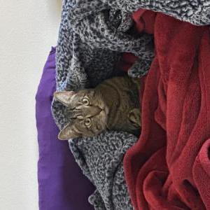 Lost Cat Milo