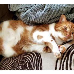 Lost Cat Miantiao