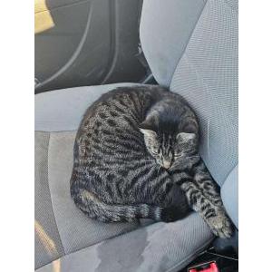 Lost Cat Momo