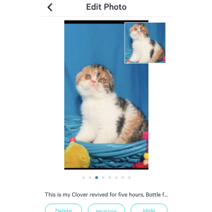 Lost Cat Clover