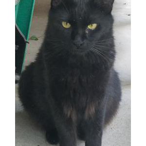 Lost Cat Elvira