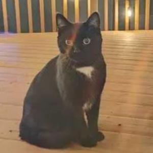 Lost Cat Toby