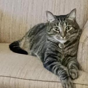 Lost Cat Ian