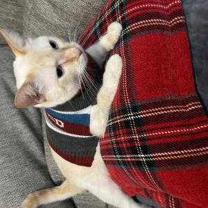 Lost Cat Margo