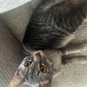 Lost Cat Smokey