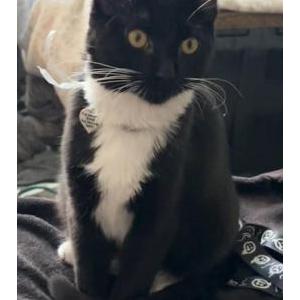 Lost Cat Mary