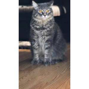 Lost Cat Remington