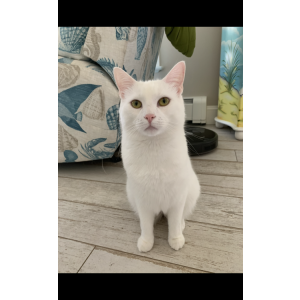 Lost Cat Yeti