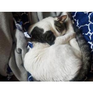 Lost Cat Asher