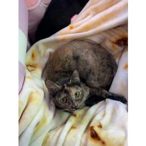Lost Cat Persephone