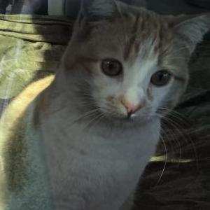 Image of Lisya, Lost Cat