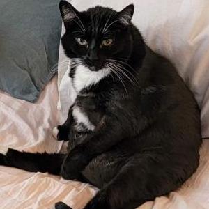 Lost Cat Tux