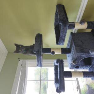 Lost Cat Ollie
