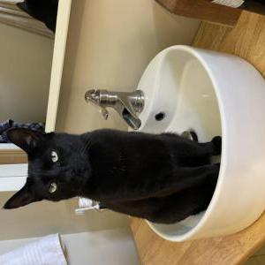 Lost Cat Binx
