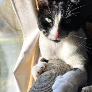 Lost Cat Taco