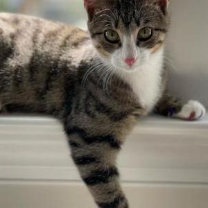 Lost Cat Luna