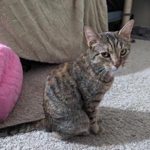 Found Cat Unknown