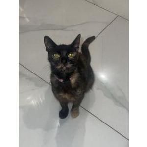 Lost Cat Snickers