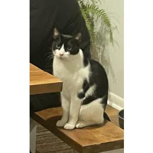 Lost Cat Arbiter