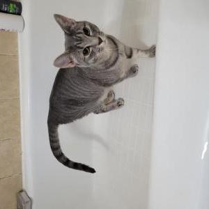 Found Cat Unknown
