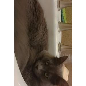 Lost Cat Blue