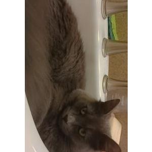 Lost Cat Blue