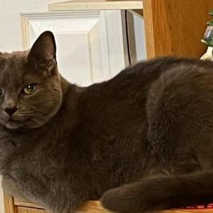 Lost Cat Moe