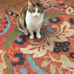 Lost Cat Esther