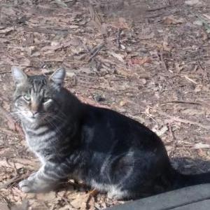 Lost Cat Tabby