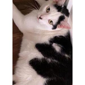 Lost Cat Panda