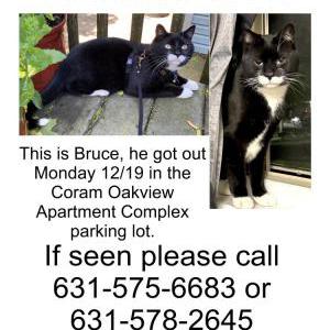 Lost Cat Bruce