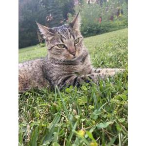 Lost Cat Penny