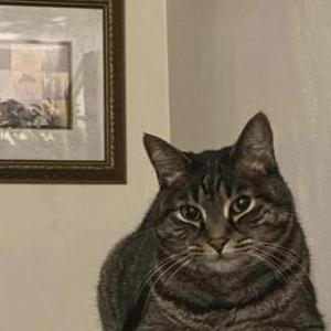Lost Cat Kolbi (kee cat)