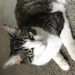 Lost Cat Milo