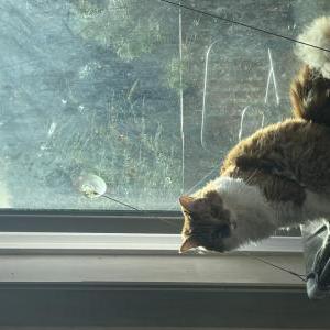 Lost Cat Alonso