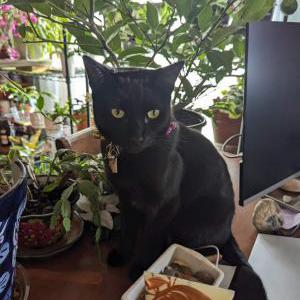 Lost Cat Starlight