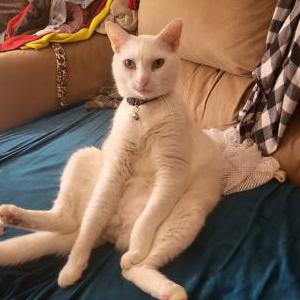 Lost Cat Unknown