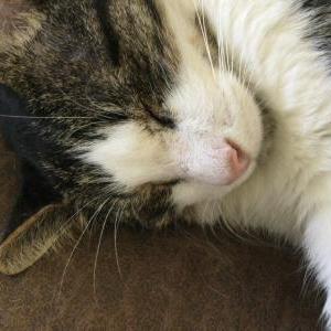 Lost Cat Happy