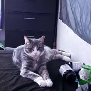 Lost Cat Sushi Erity