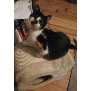 Lost Cat Emi
