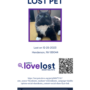 Lost Cat Henrietta